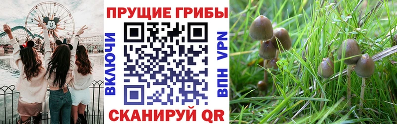 Псилоцибиновые грибы Psilocybine cubensis  магазин  наркотиков  Туринск 